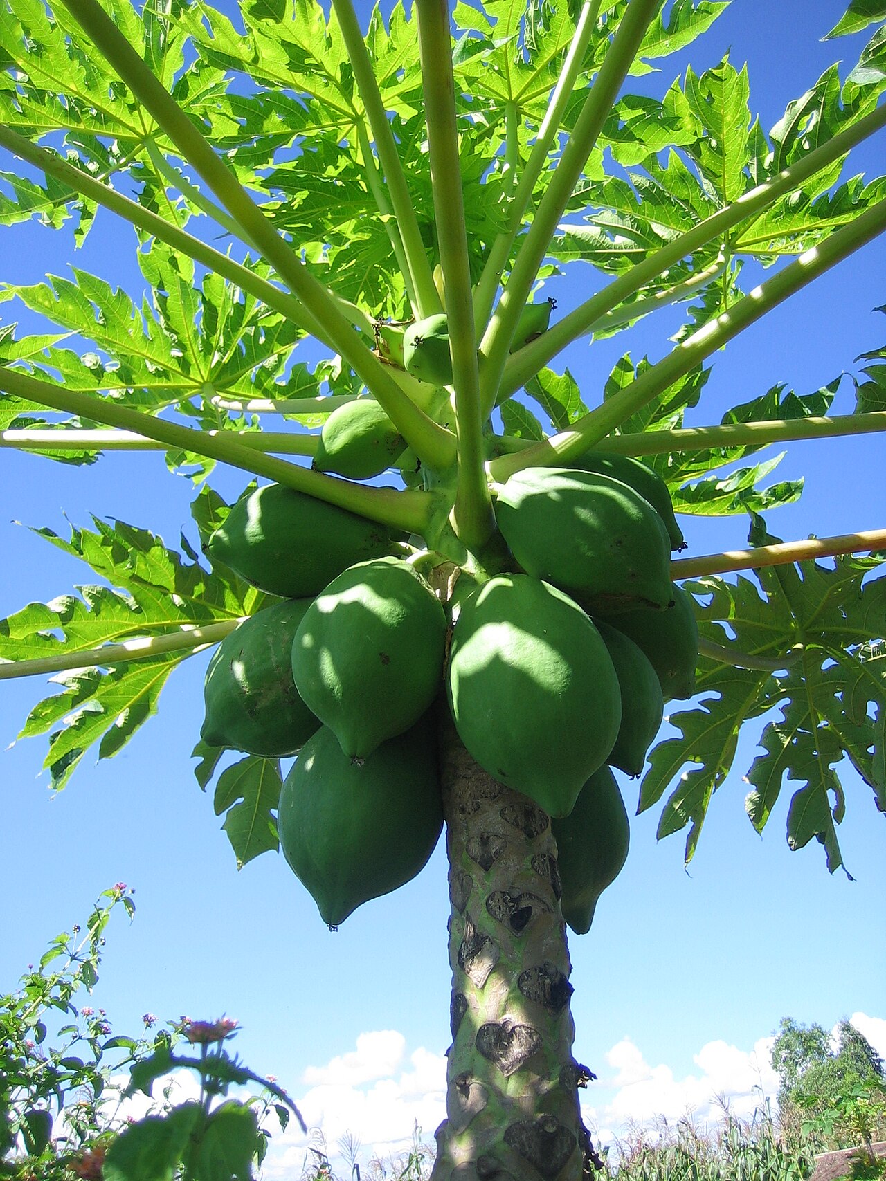 Pawpaw