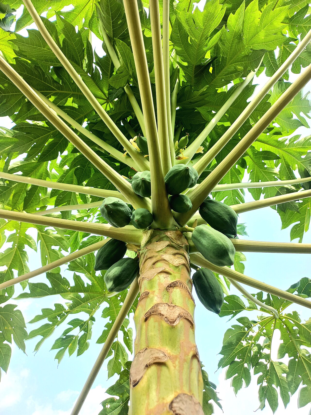Pawpaw