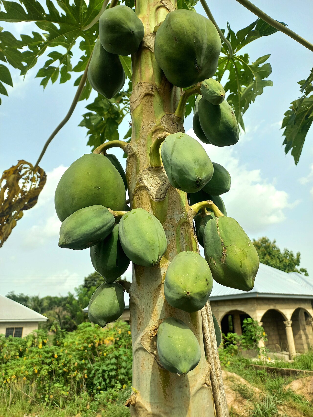 Pawpaw