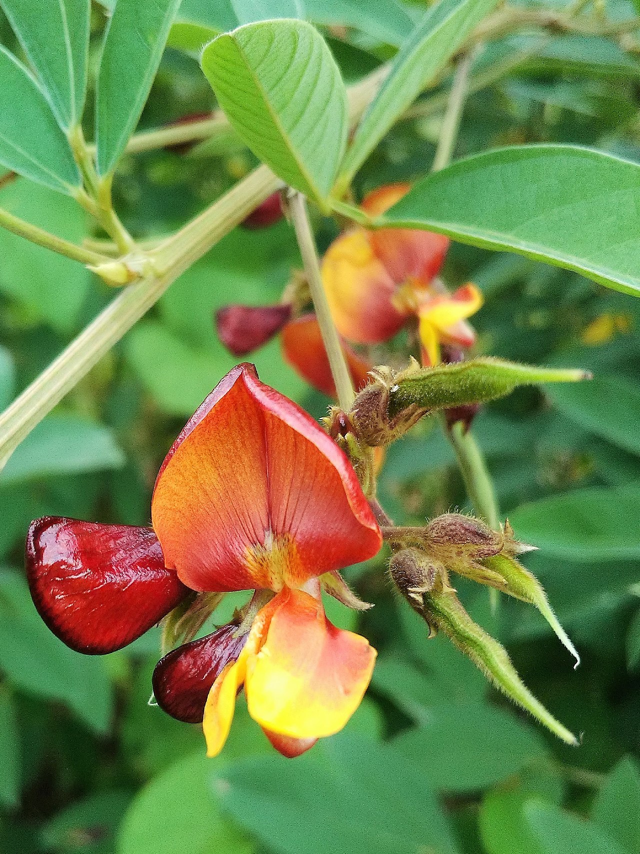 Pigeon pea