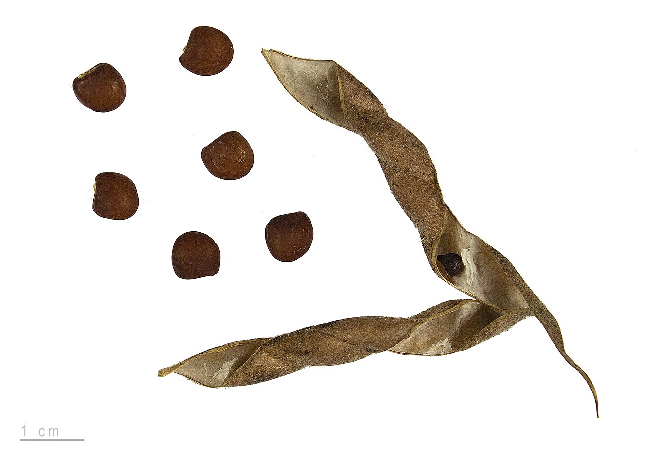 Pigeon pea