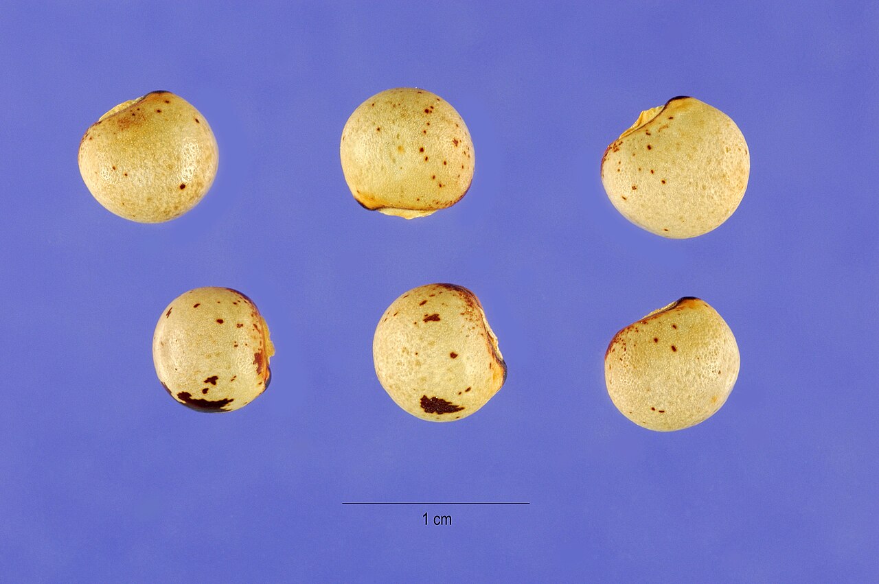 Pigeon pea