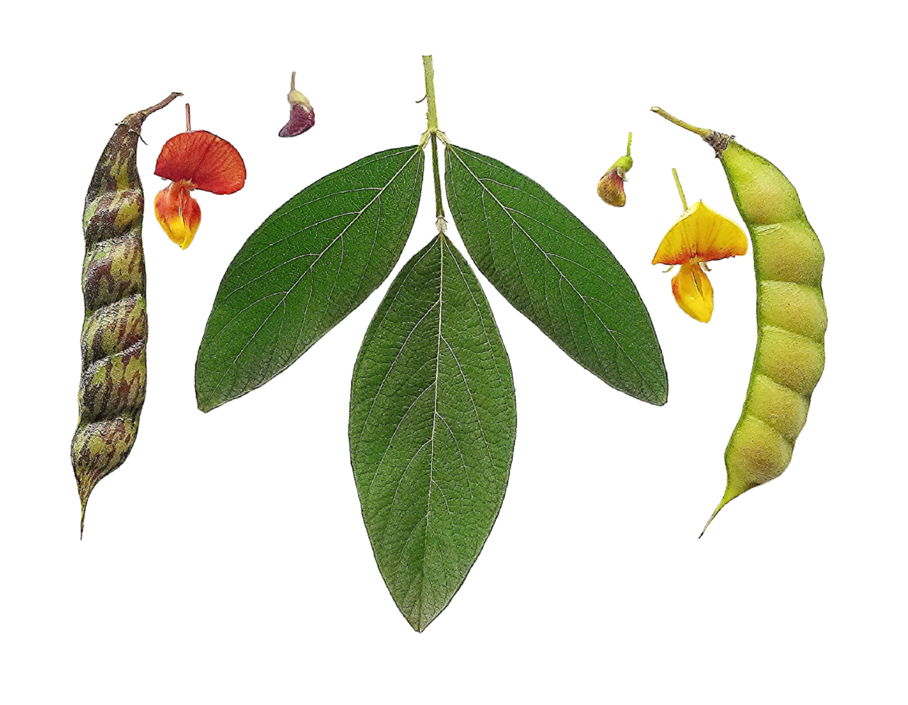 Pigeon pea
