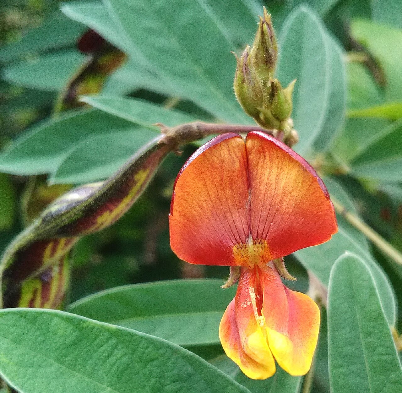 Pigeon pea