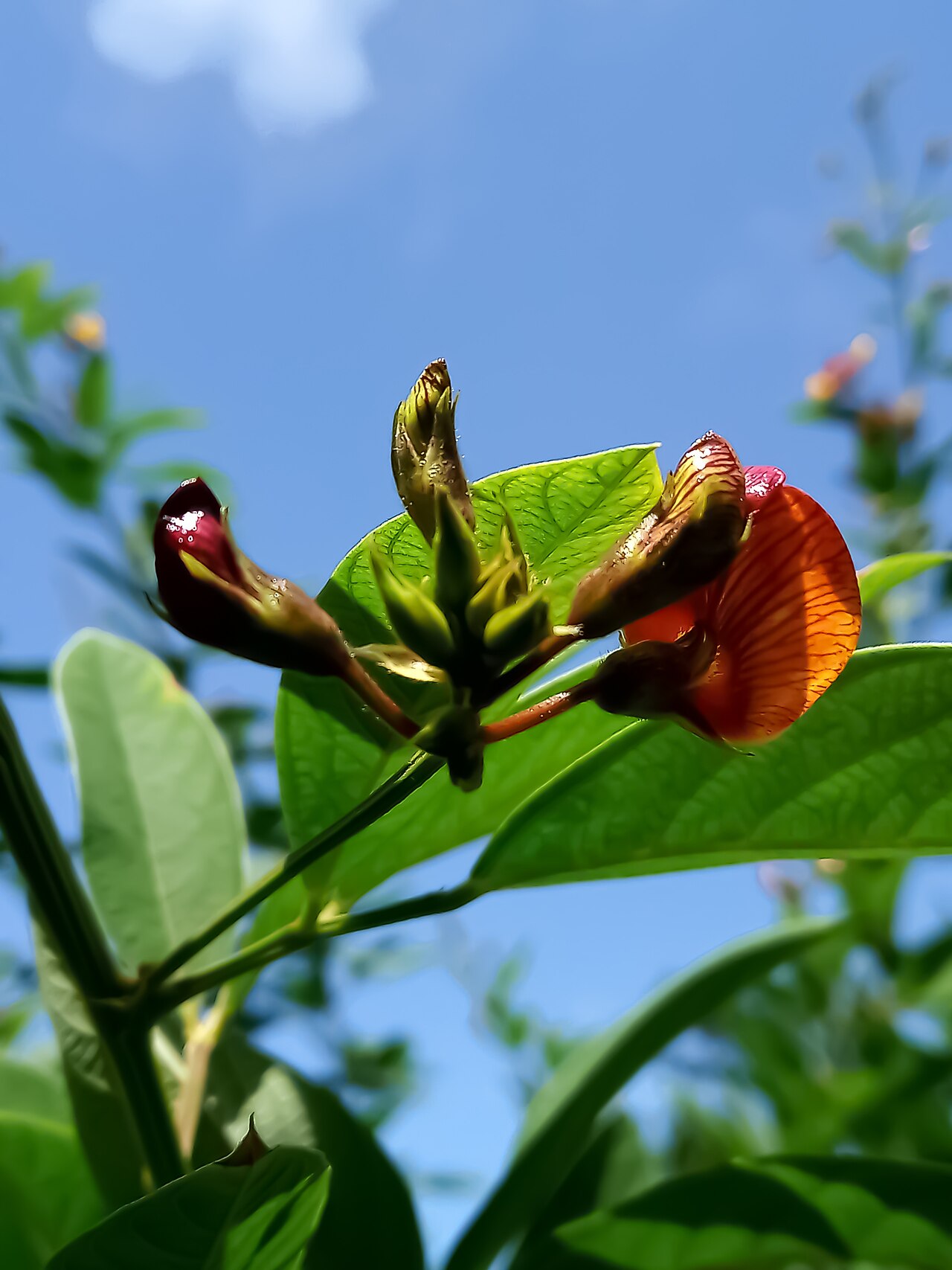 Pigeon pea