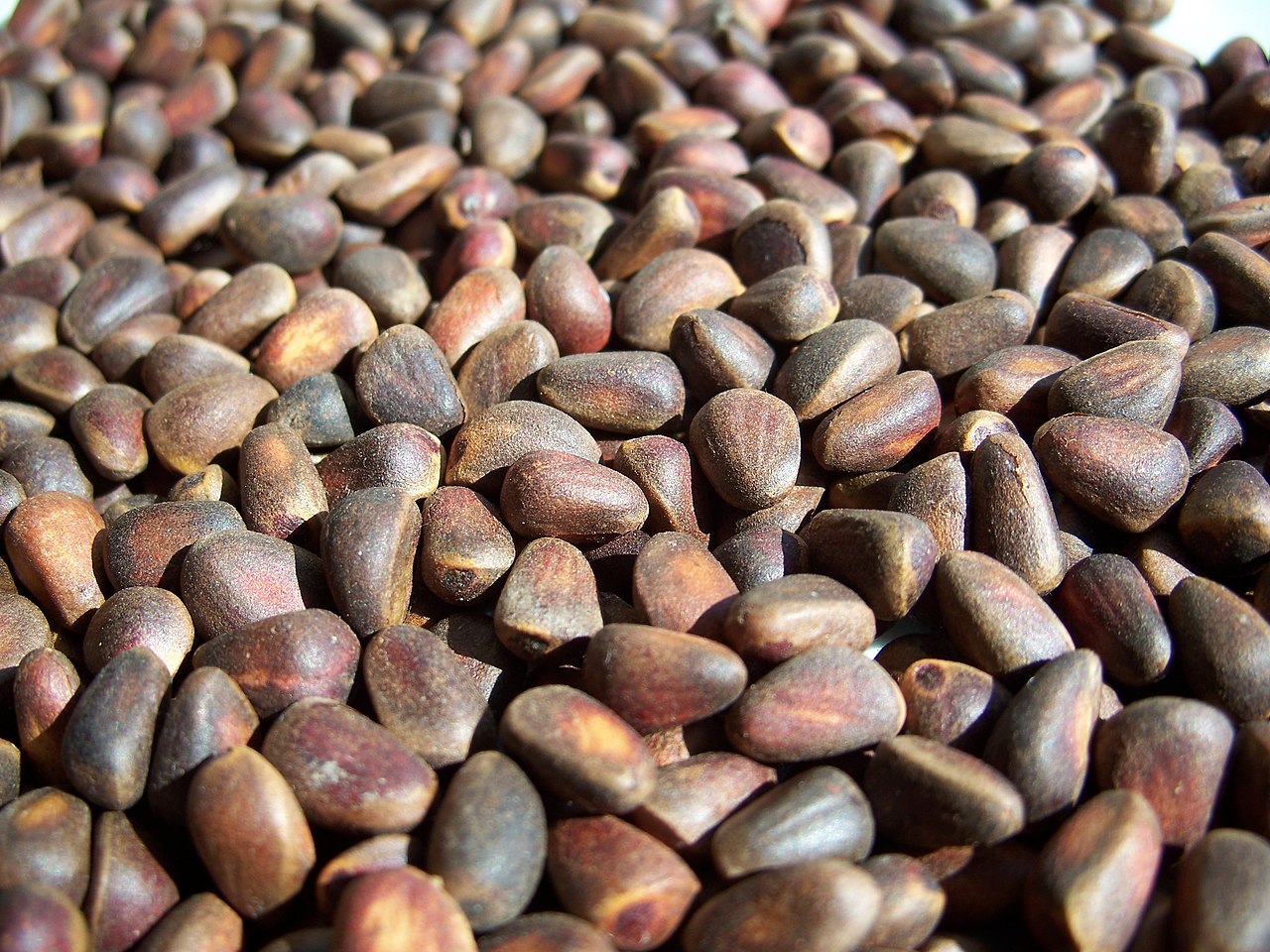 Pine Nuts