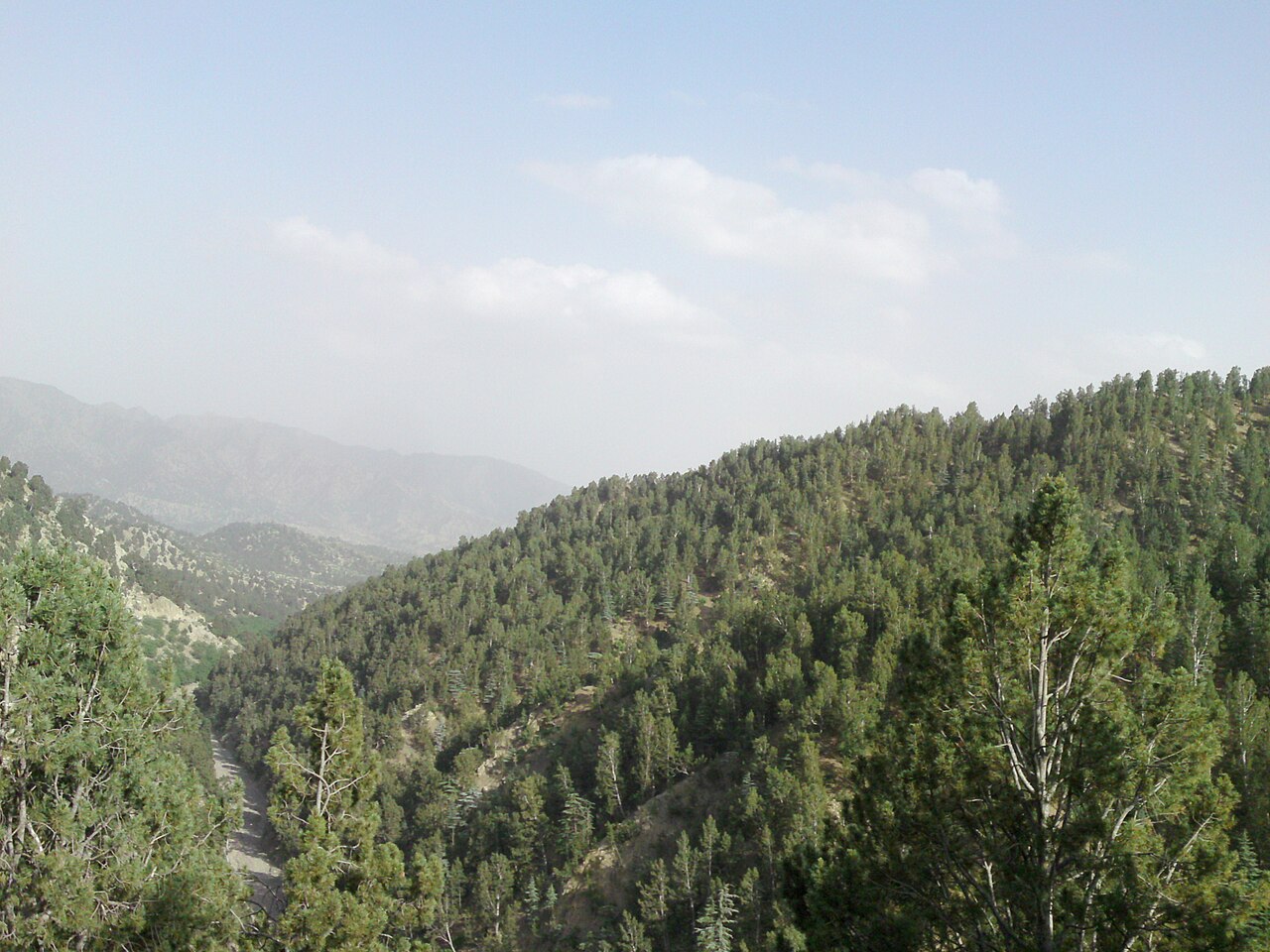 Pine nuts (Chilgoza)