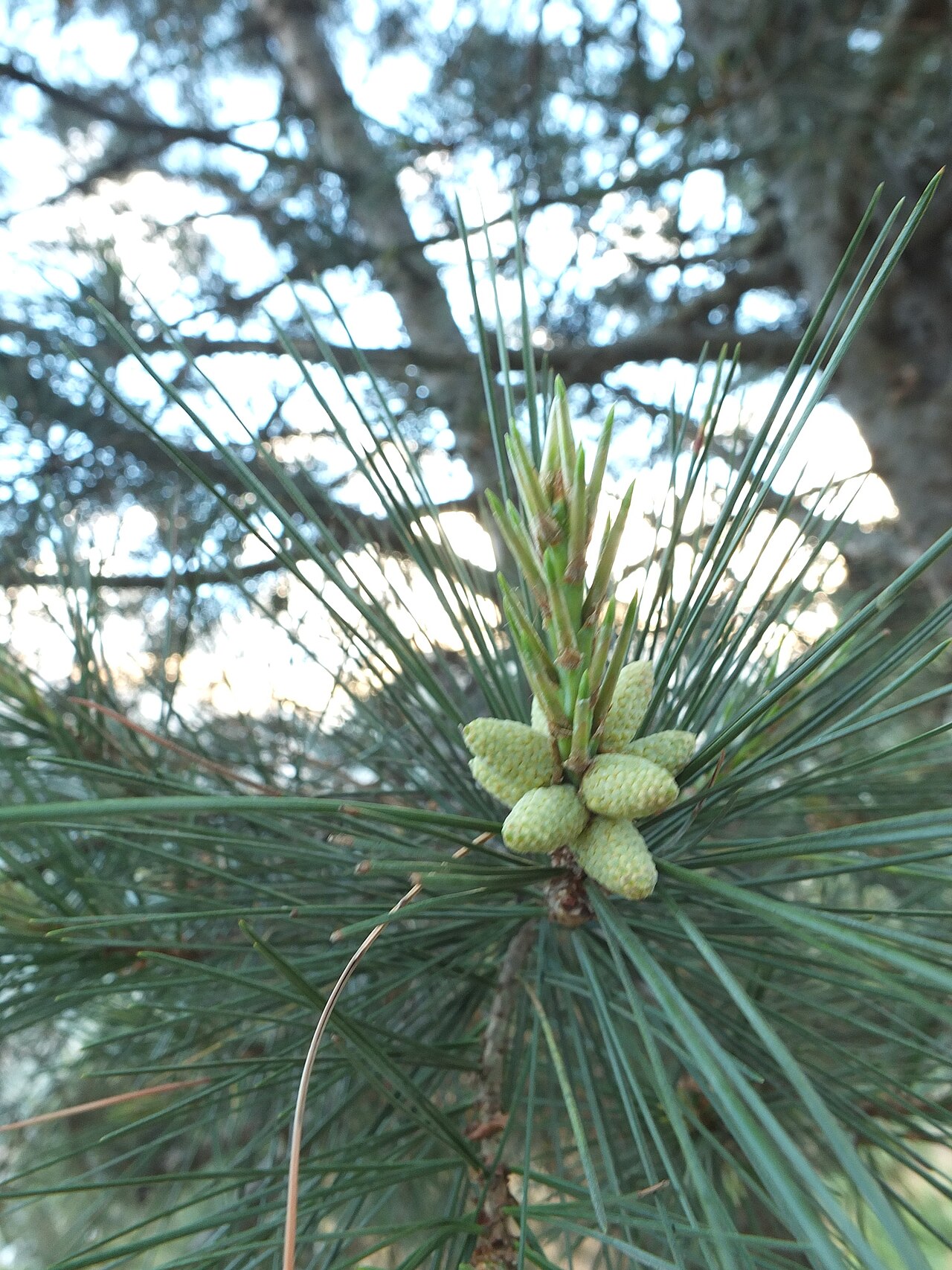 Pine nuts (Chilgoza)