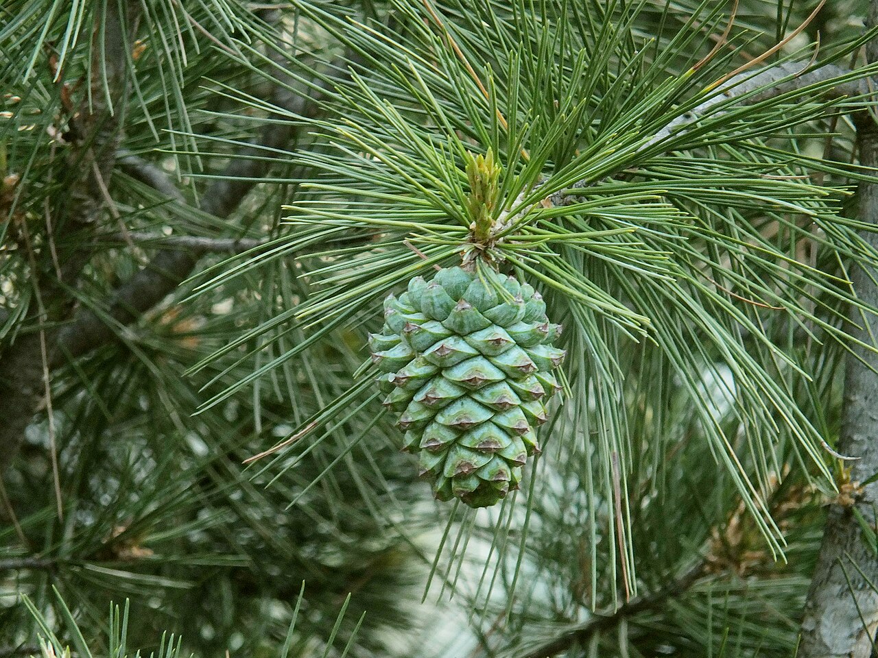 Pine nuts (Chilgoza)