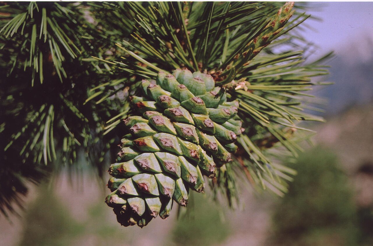 Pine nuts (Chilgoza)