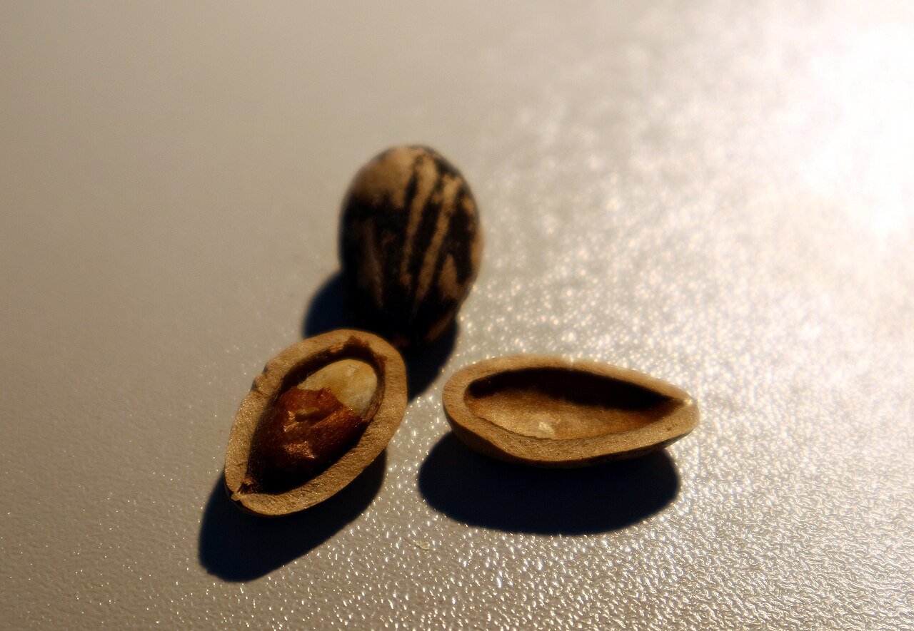 Pine nuts (Mediterranean)