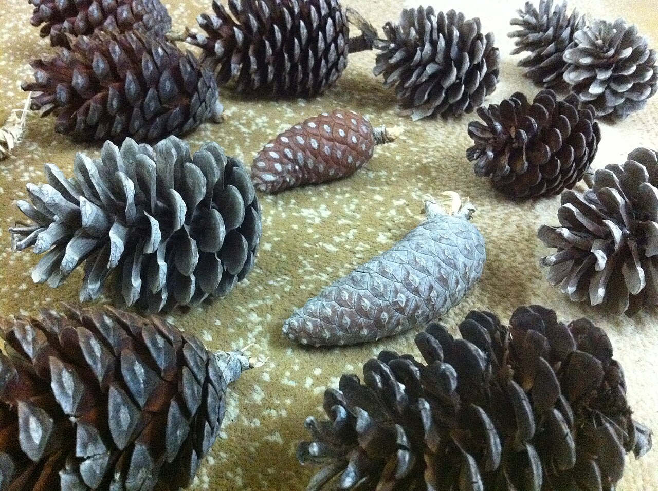 Pine nuts (Mediterranean)