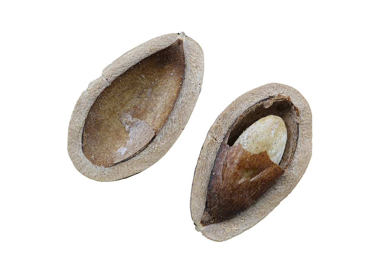 Pine nuts (Mediterranean)