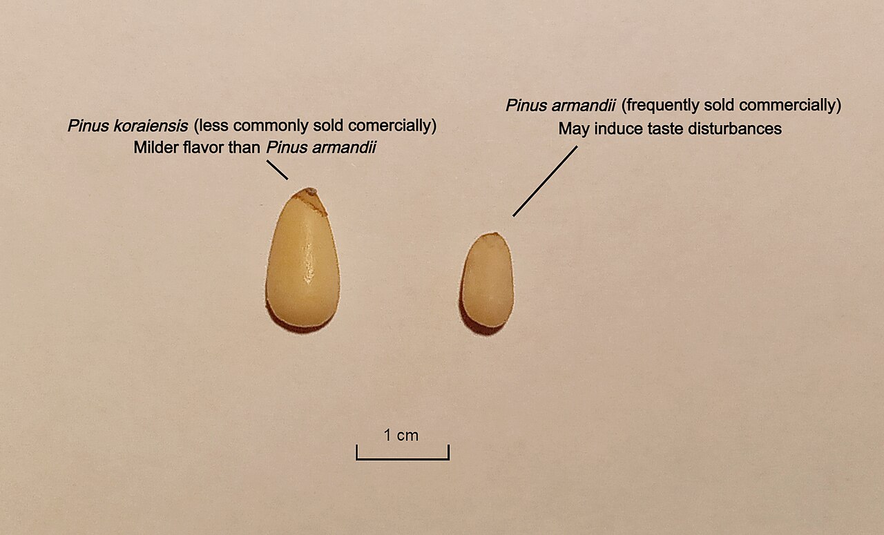 Pinyon nuts