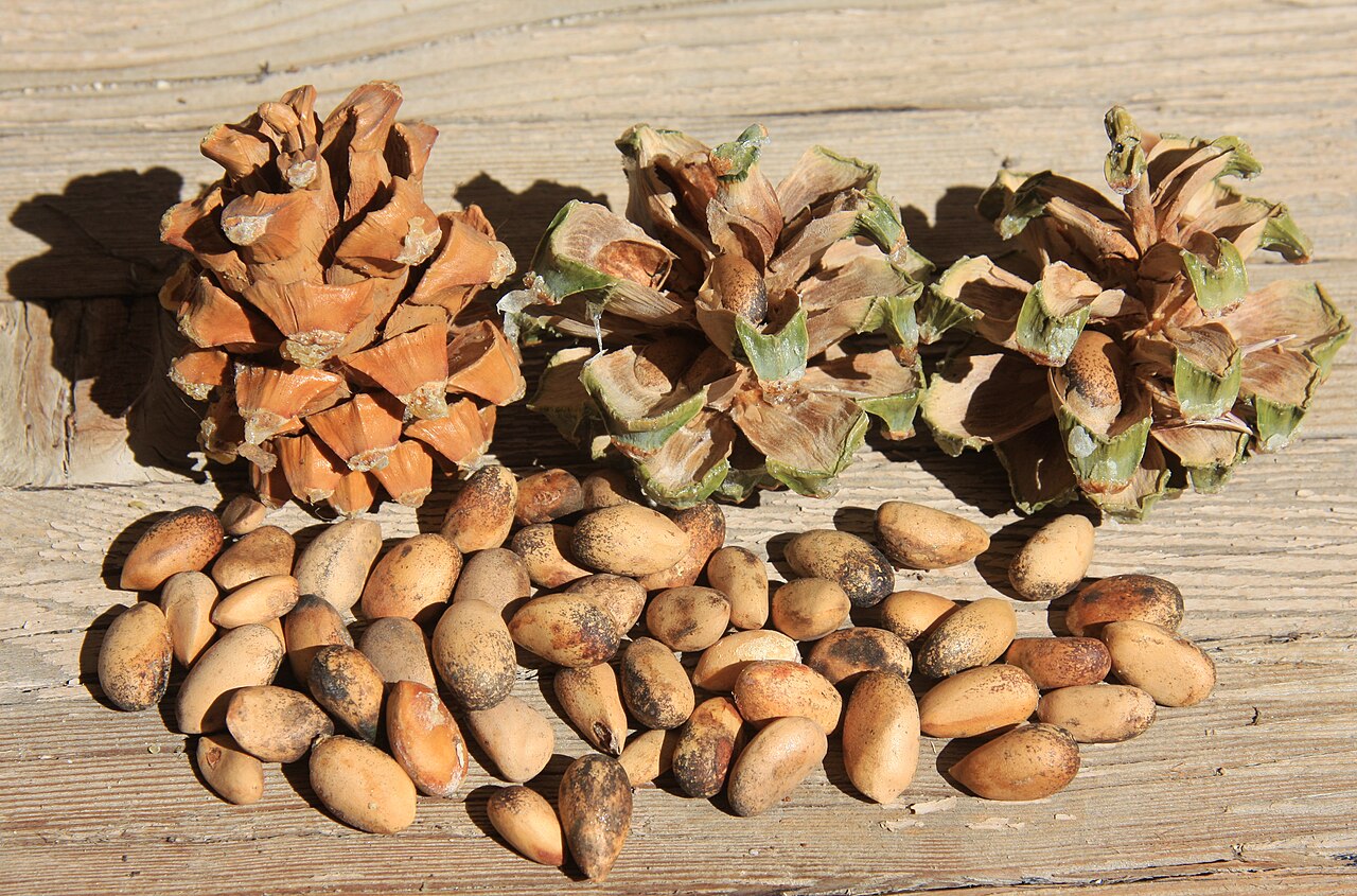 Pinyon nuts
