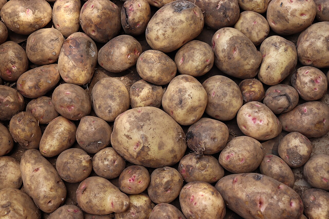 Potato