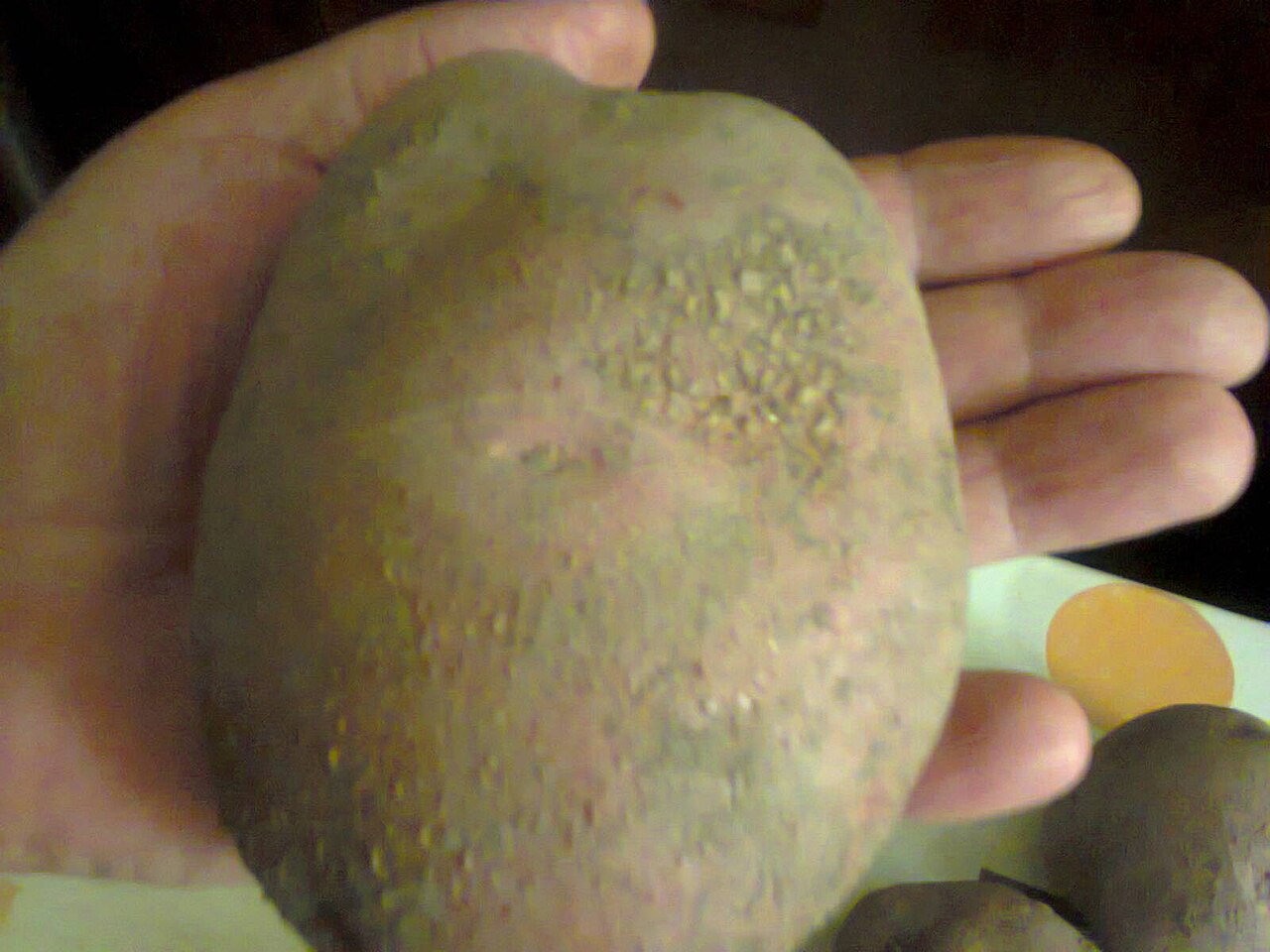 Potato