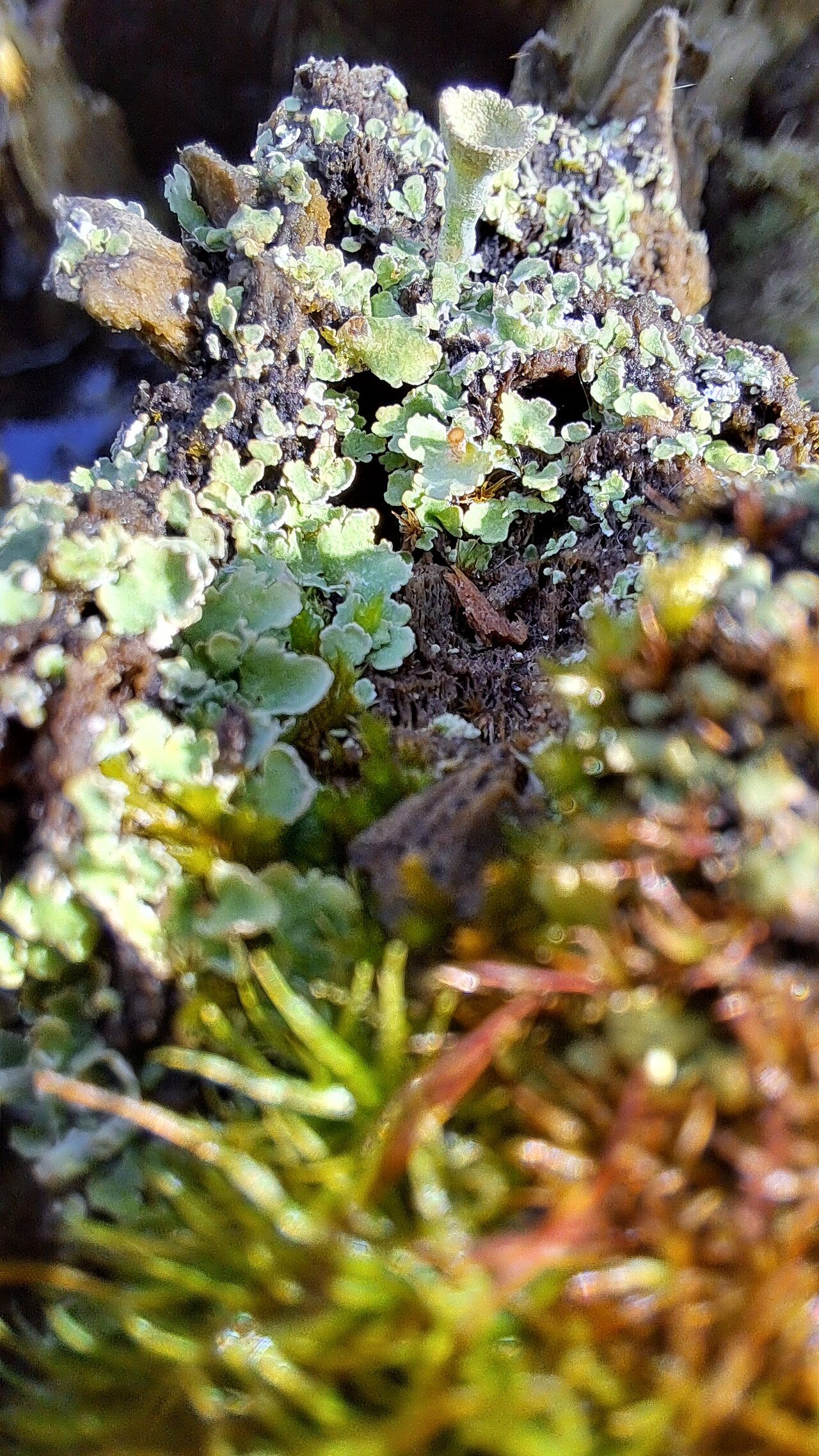Prepared liverwort garnish (local)