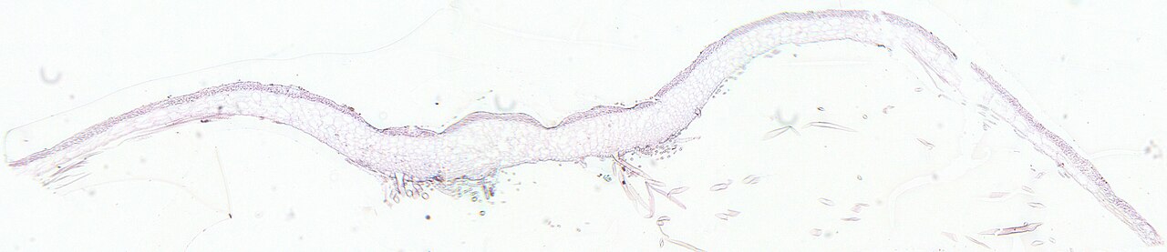 Prepared liverwort garnish (local)