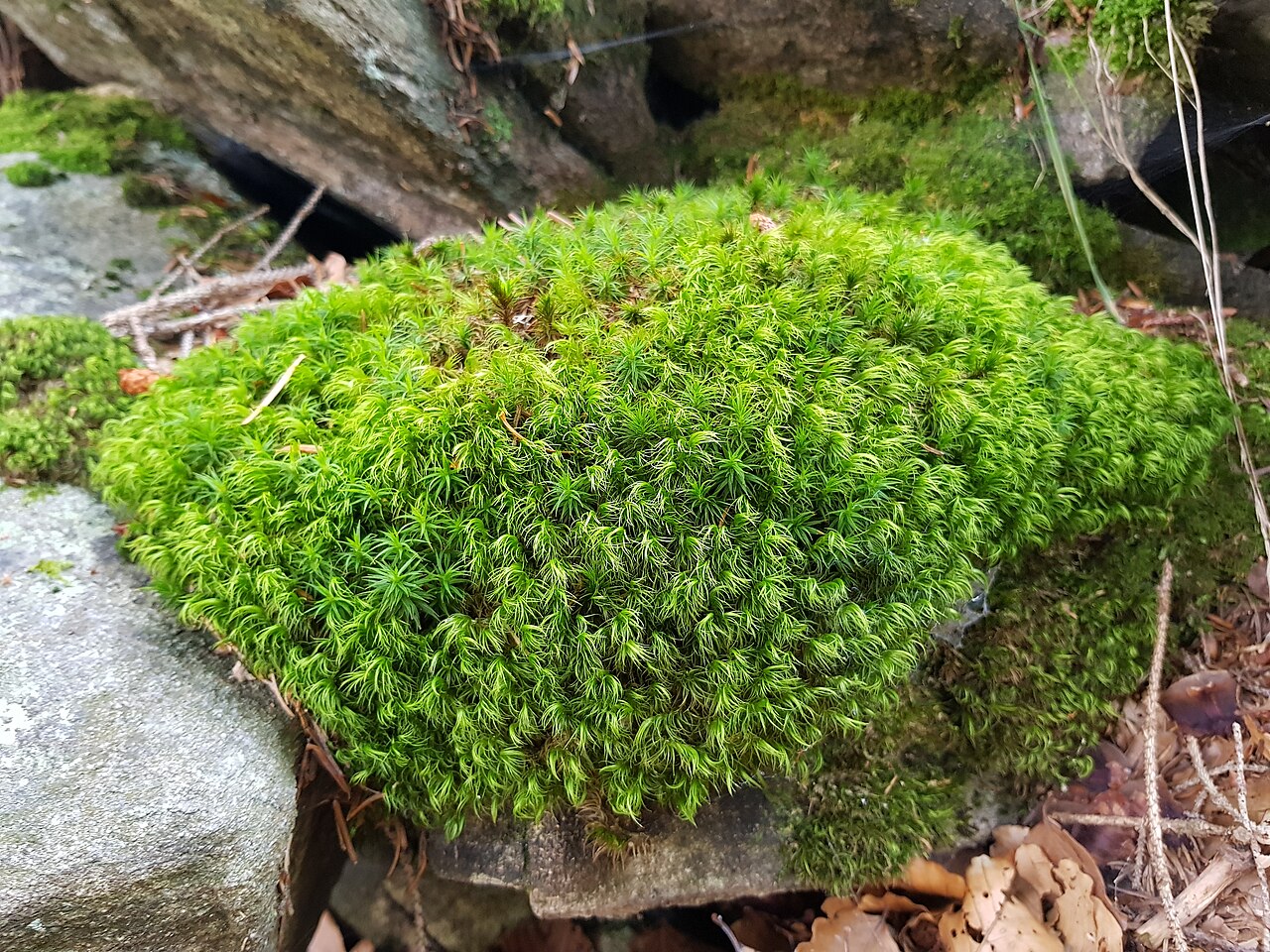 Prepared moss greens (local)
