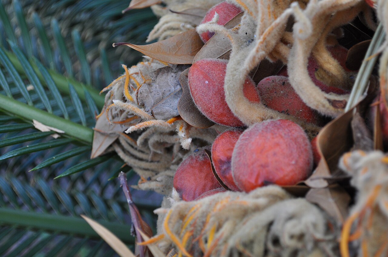 Processed cycad seed meal
