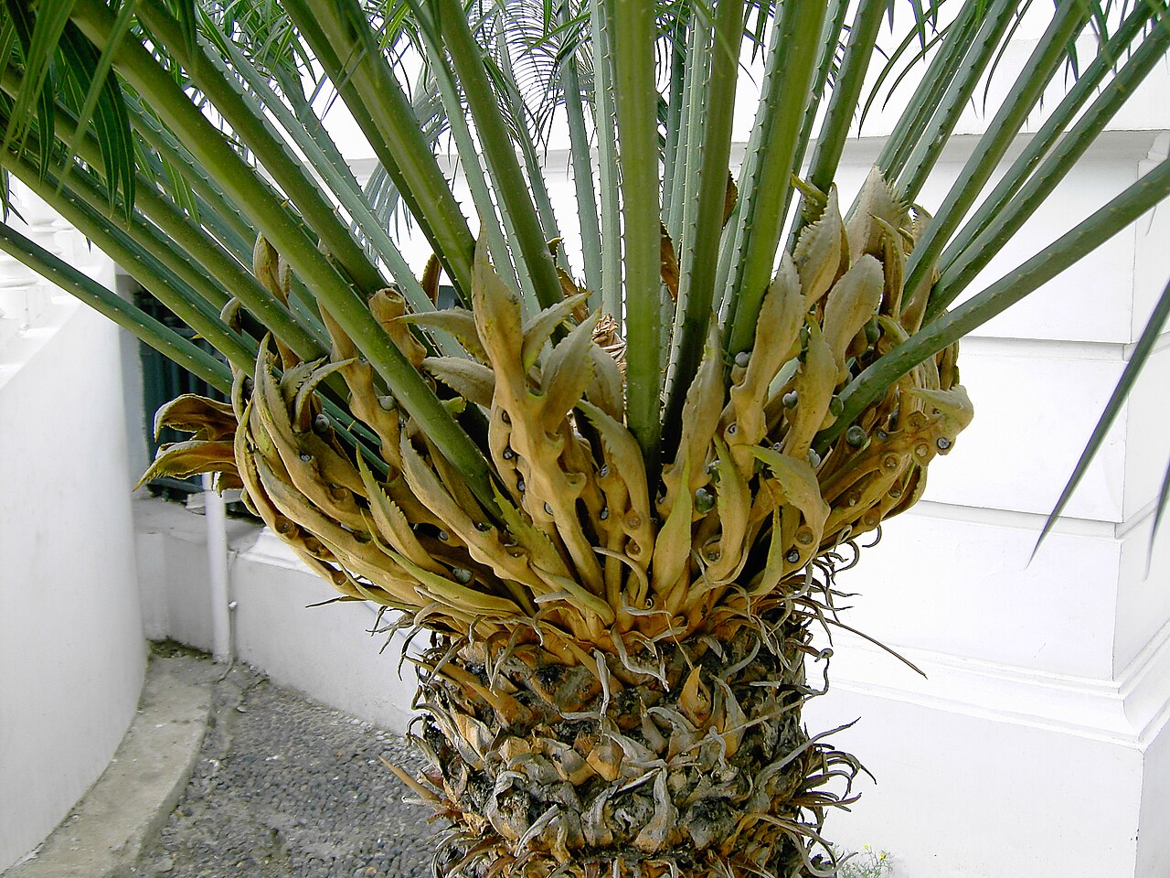 Processed cycad seed meal