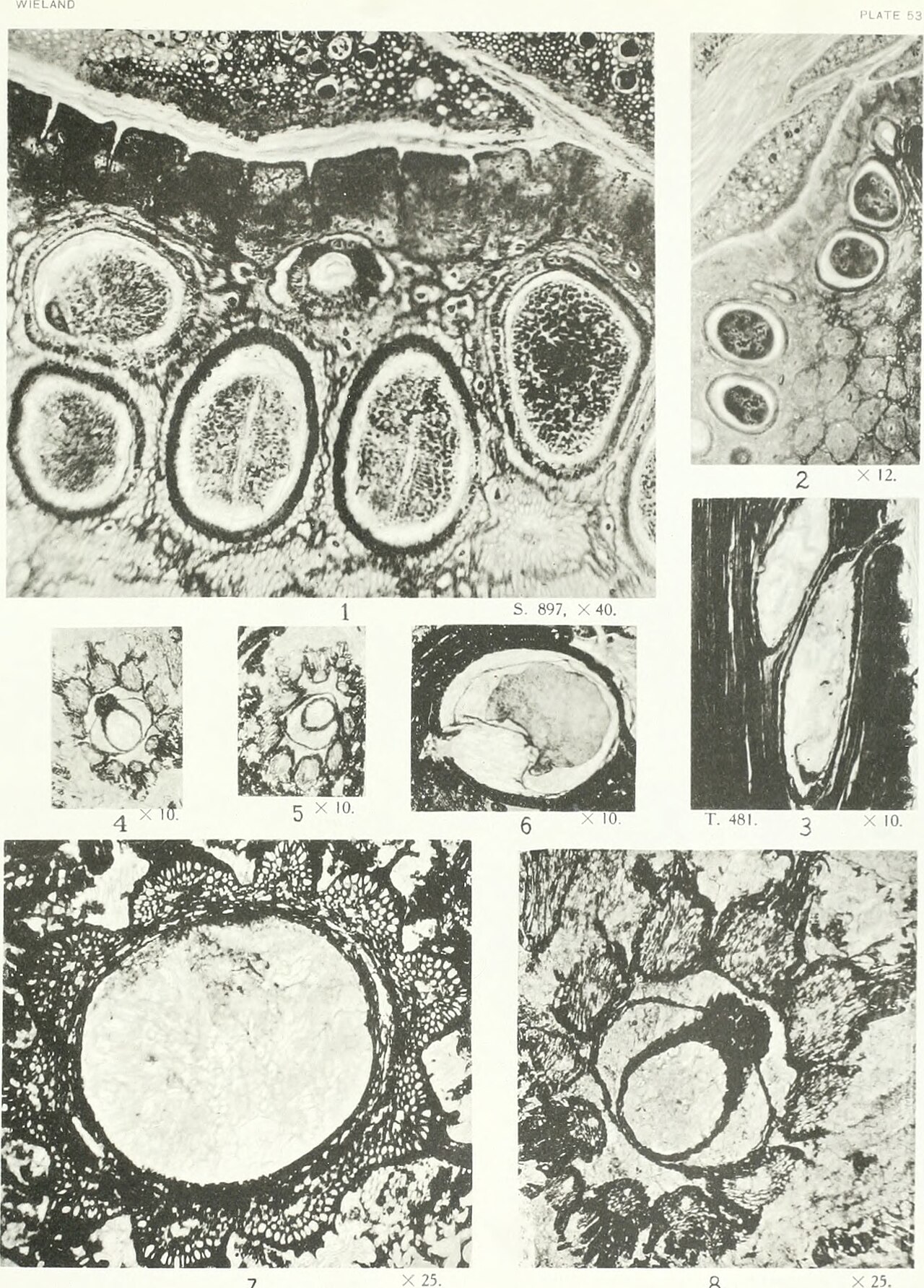 Processed cycad seed meal