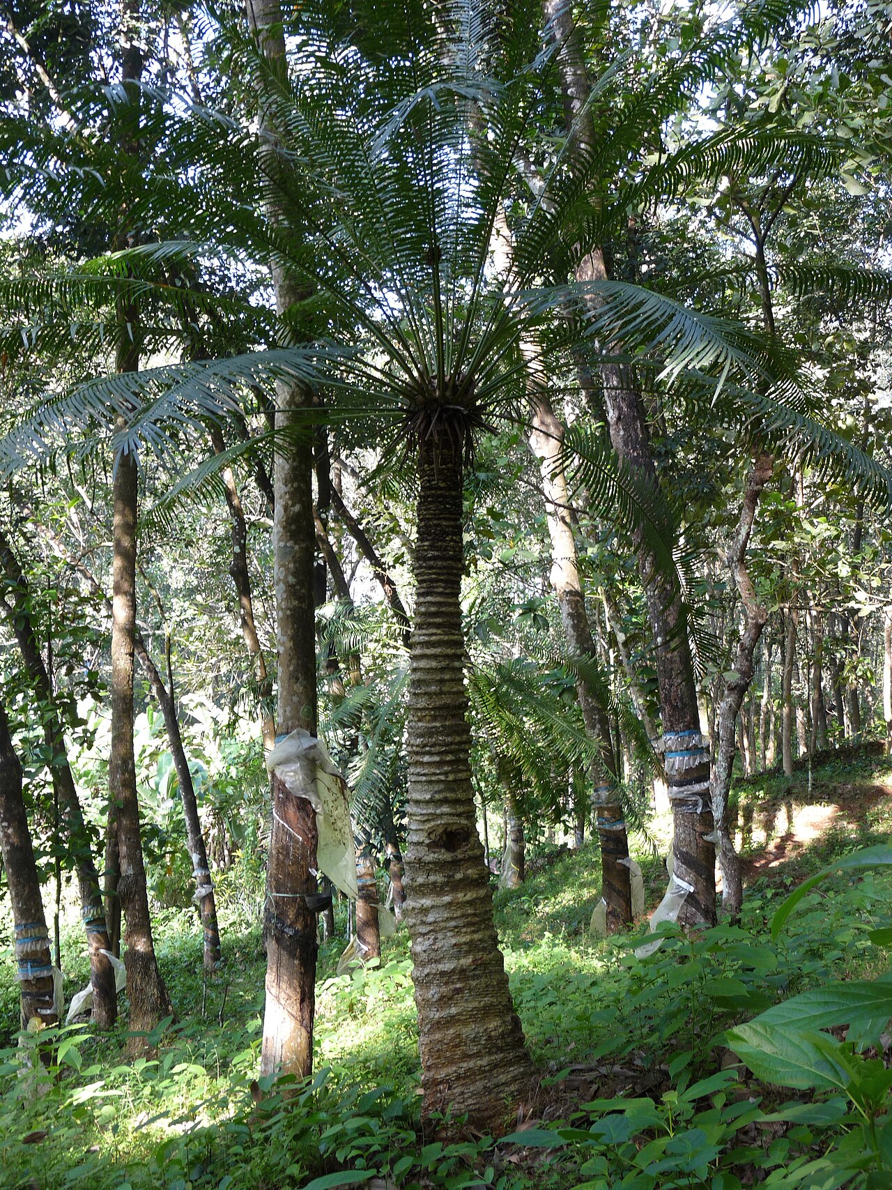 Processed cycad starch