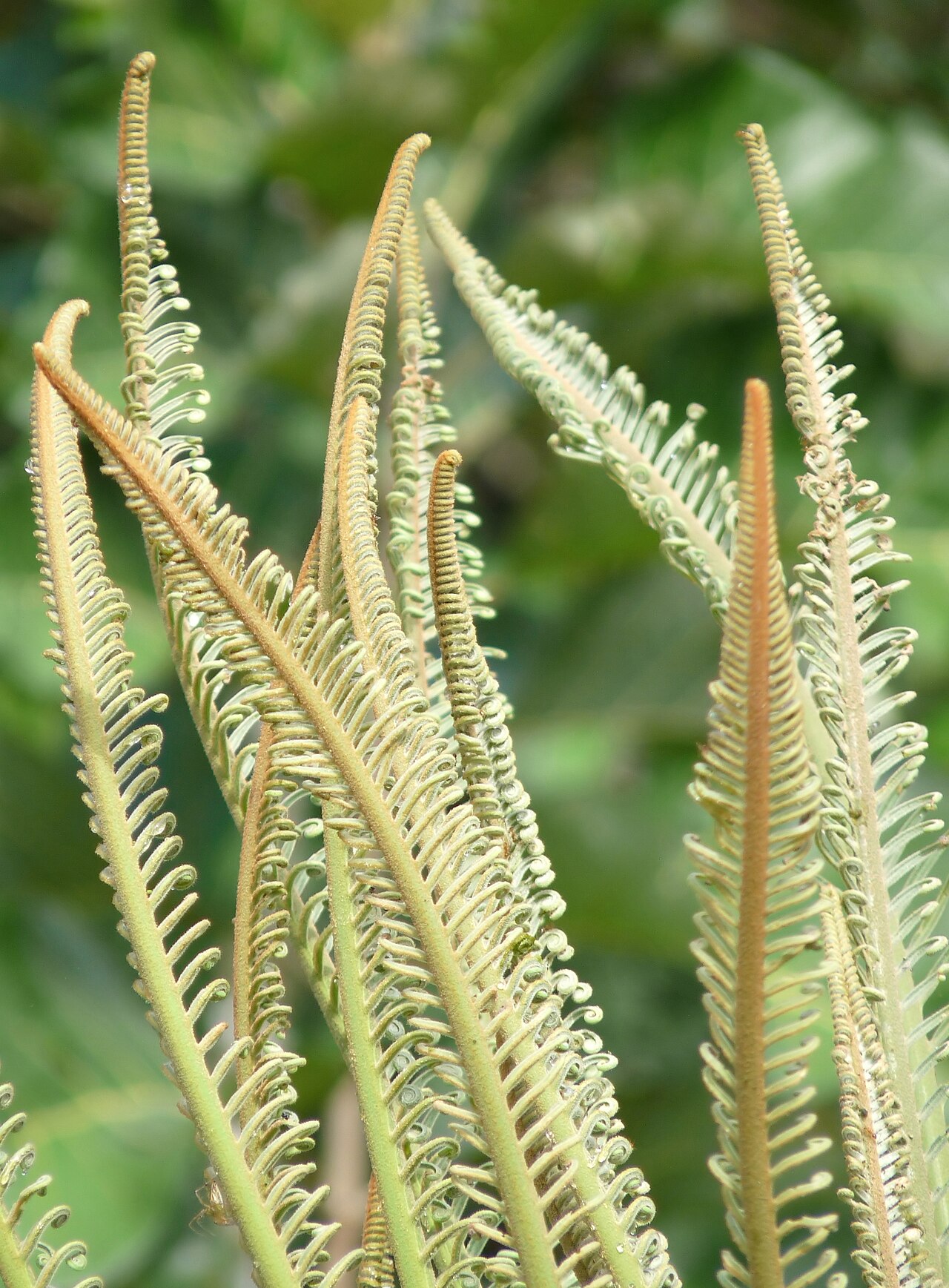 Processed cycad starch