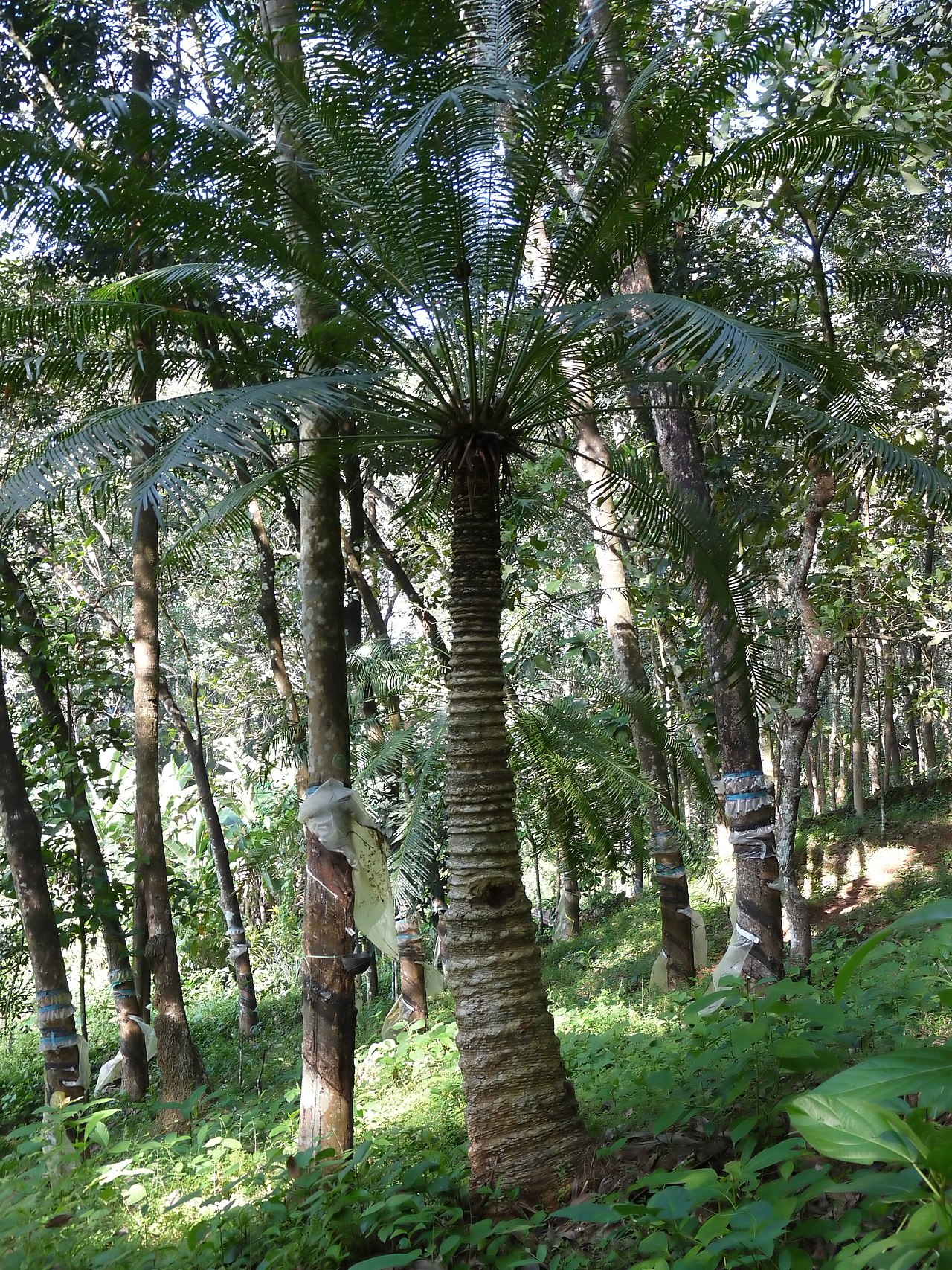 Processed cycad starch