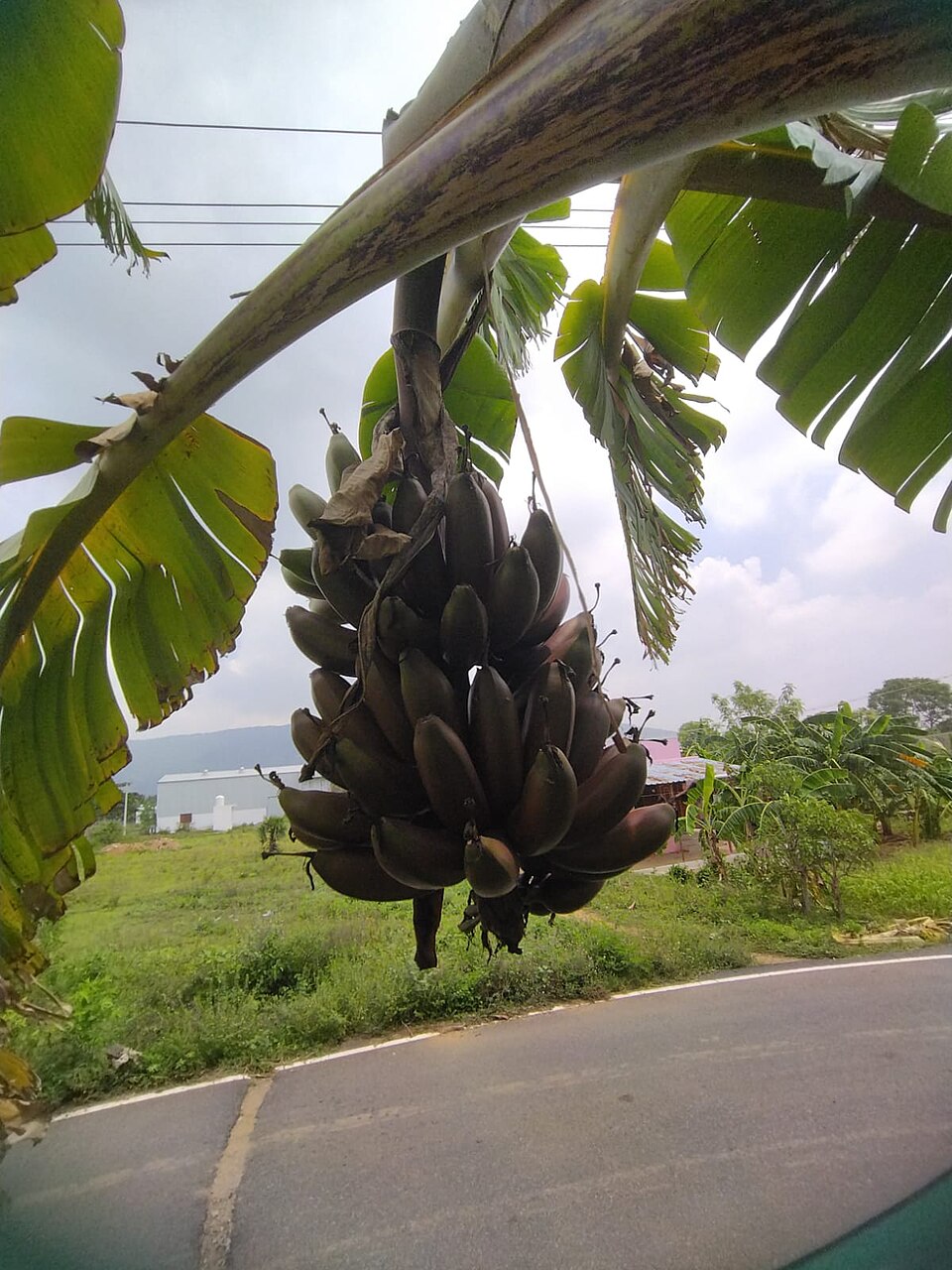 Red banana