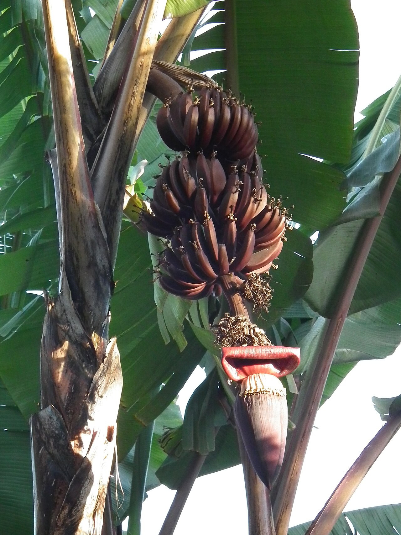 Red banana