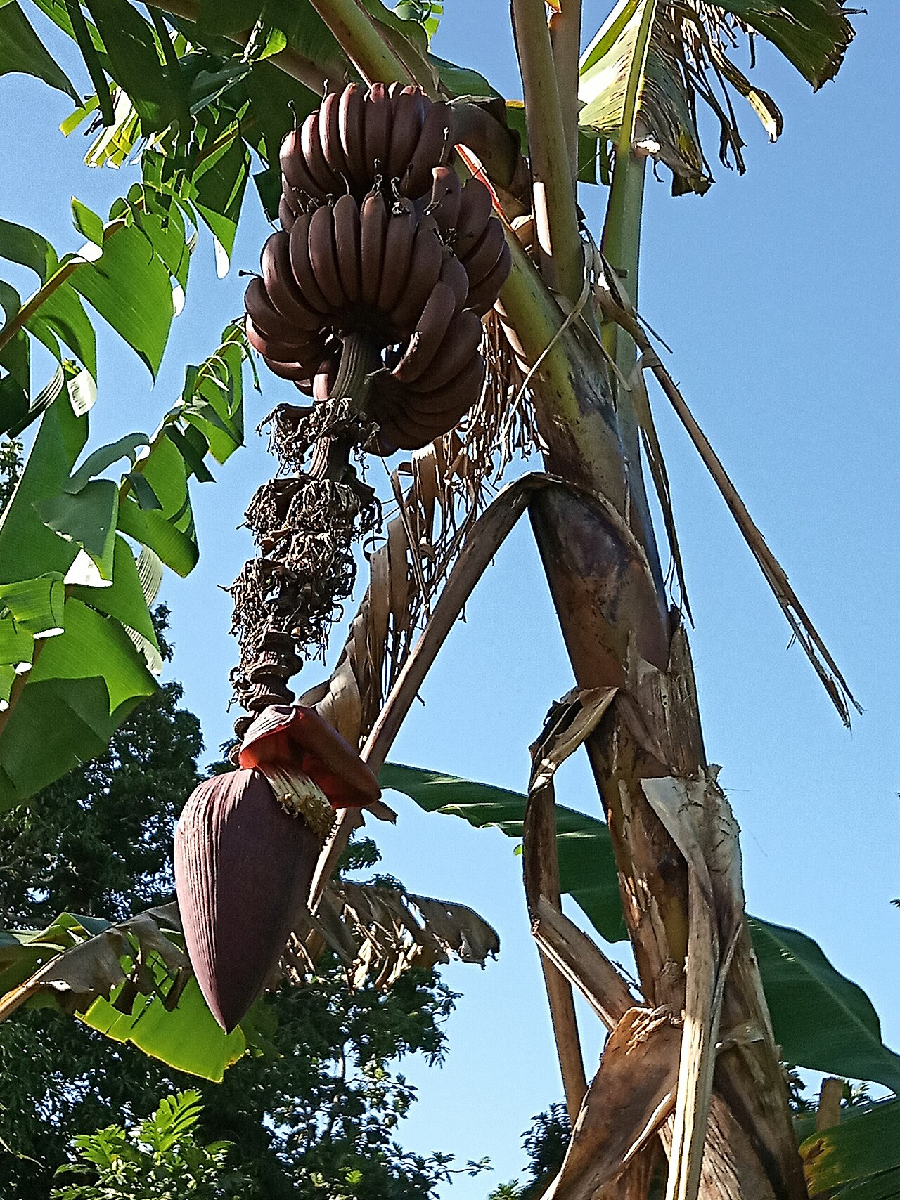 Red banana
