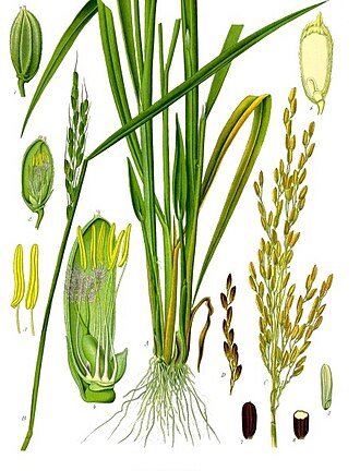 Rice