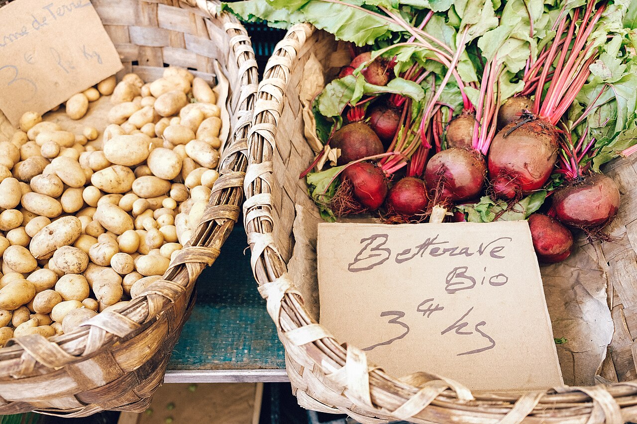 Root Eudicots