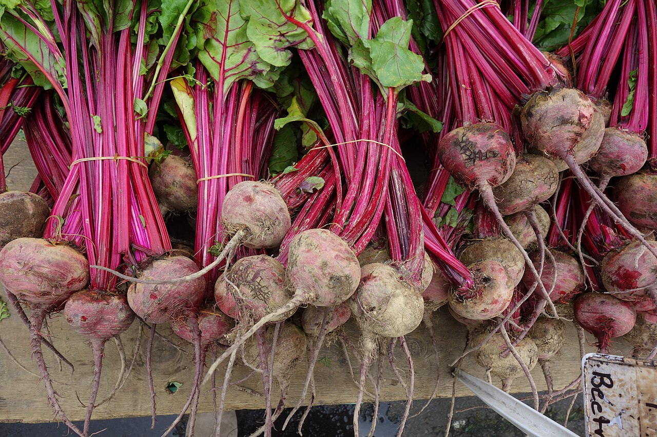 Root Eudicots