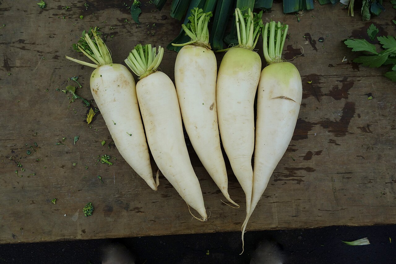 Root Eudicots