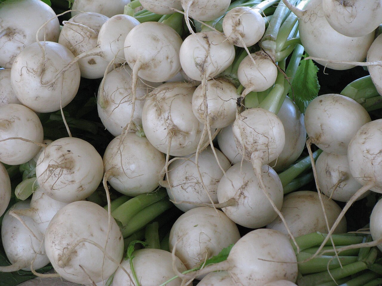 Root Eudicots