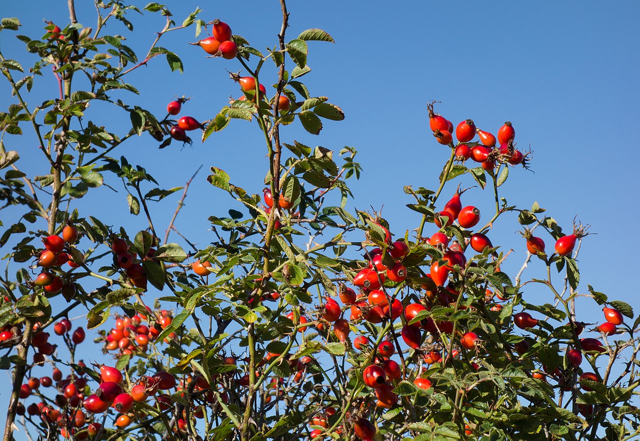 Rose Fruits