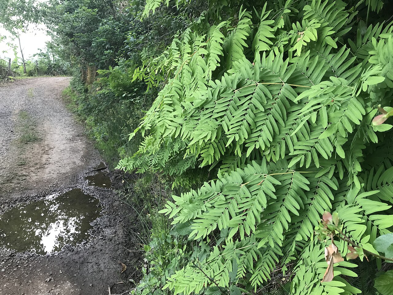 Royal fern shoots