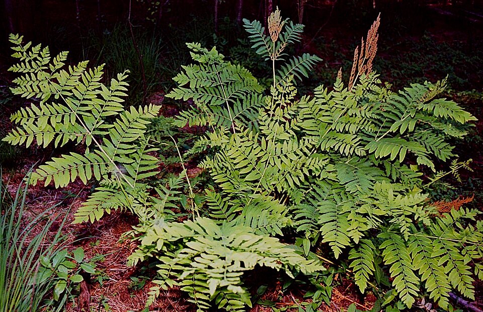 Royal fern shoots