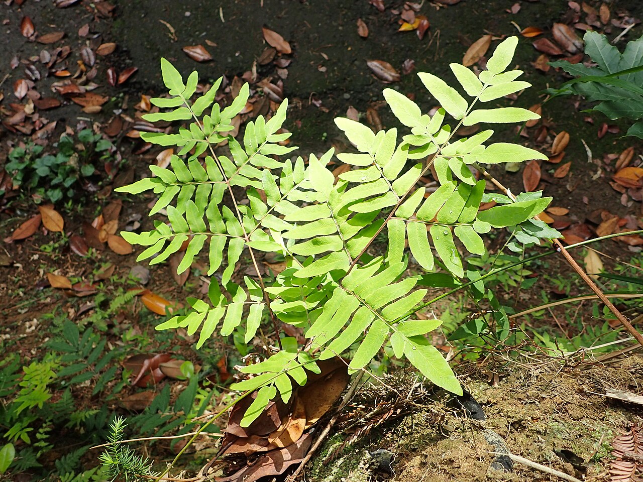 Royal fern shoots
