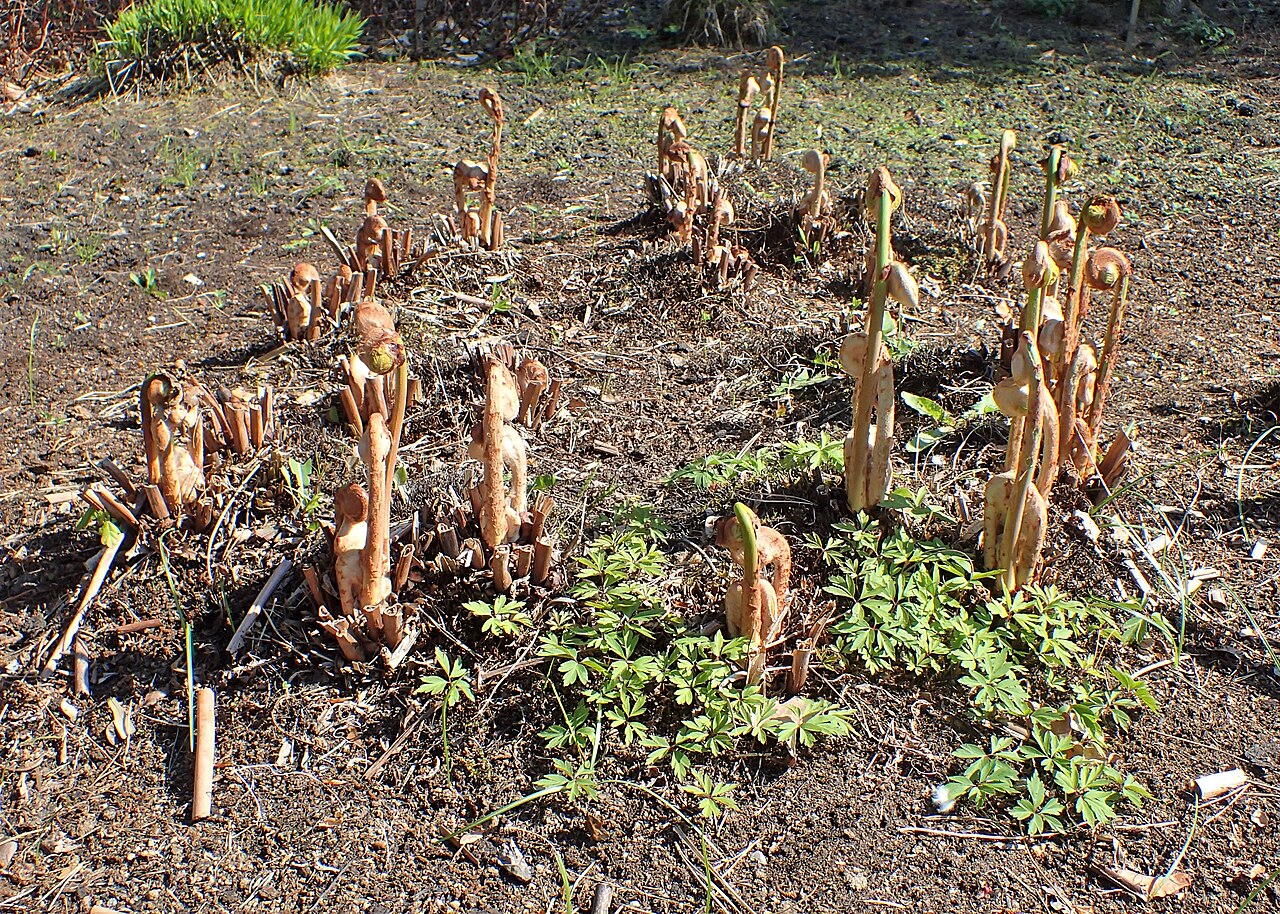 Royal fern shoots