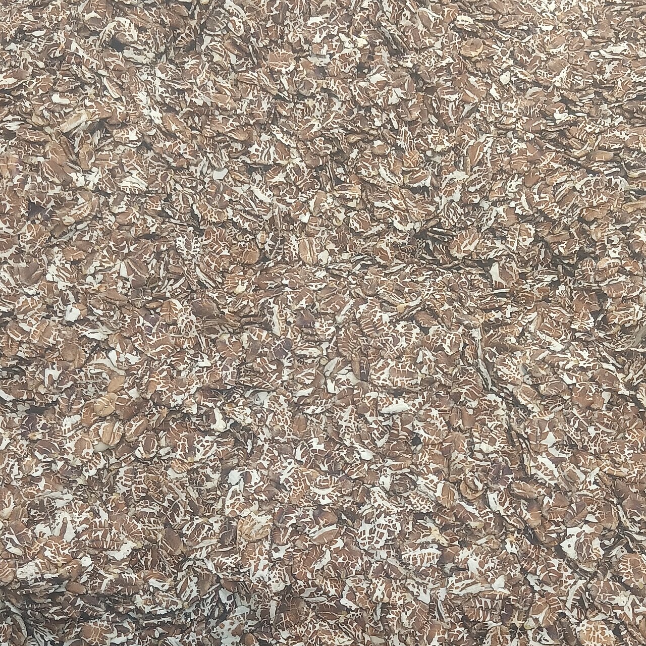 Rye