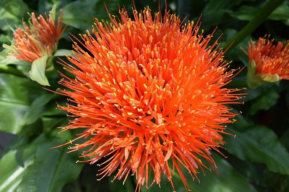 Safflower