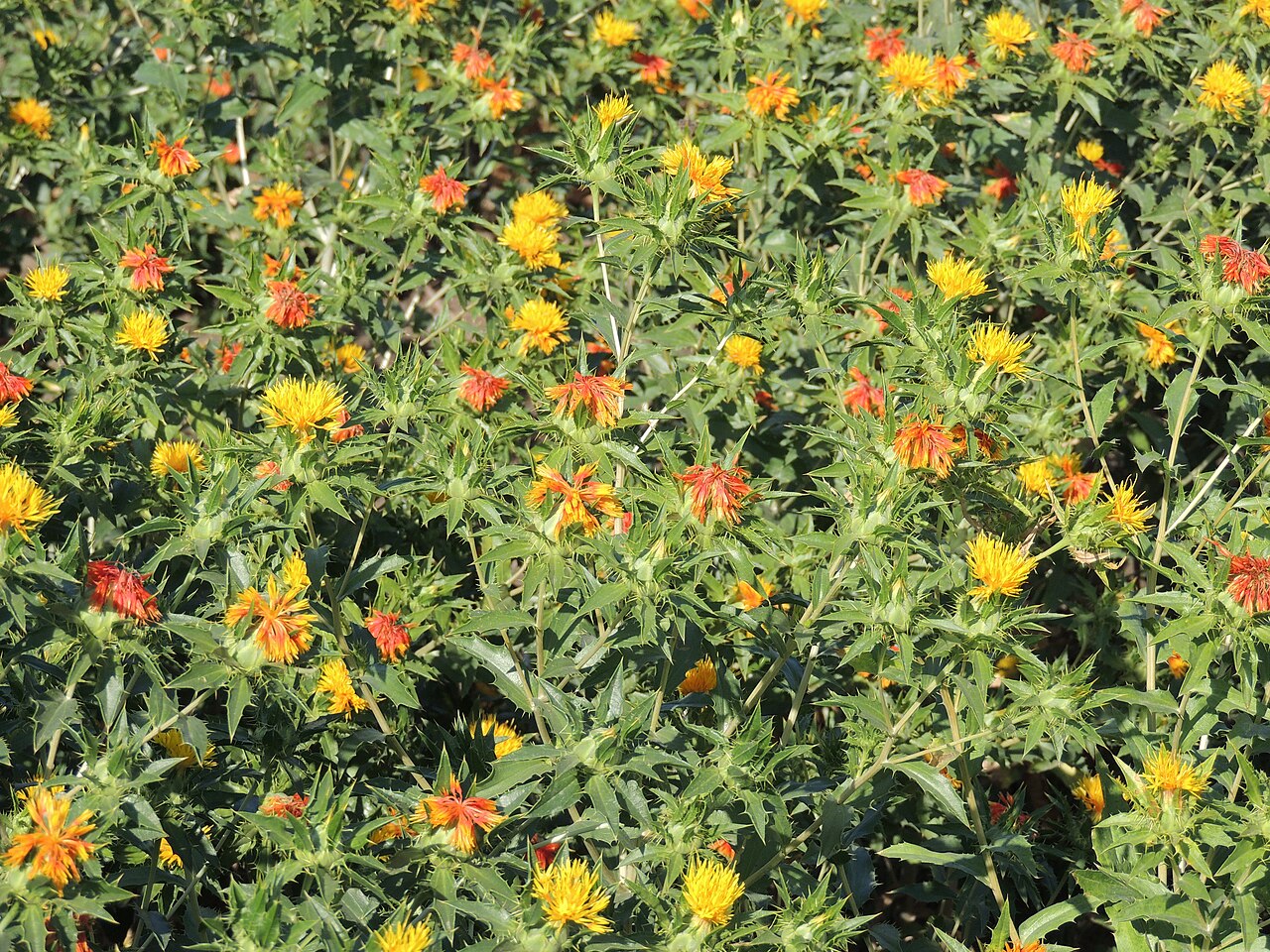 Safflower