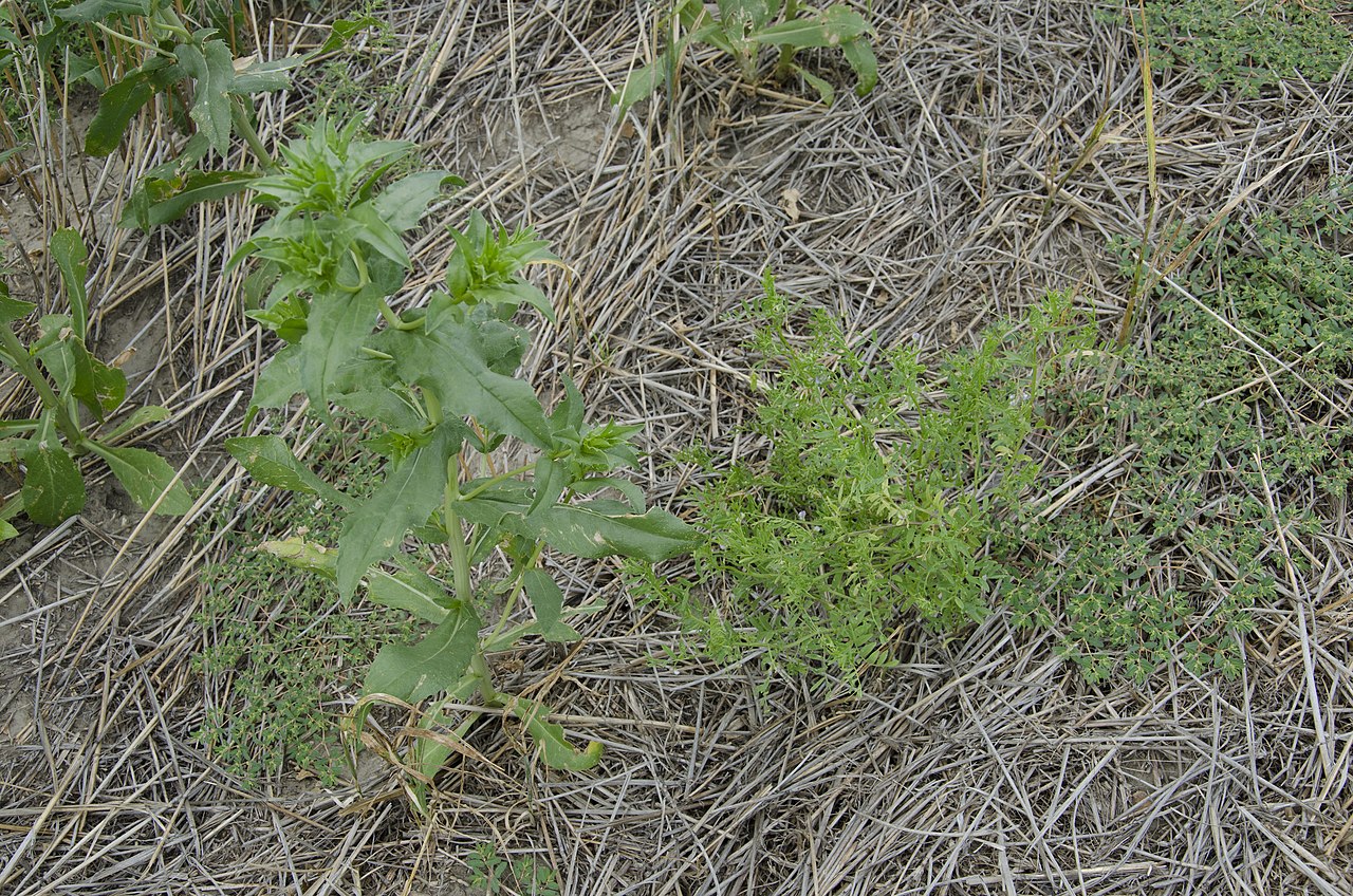 Safflower