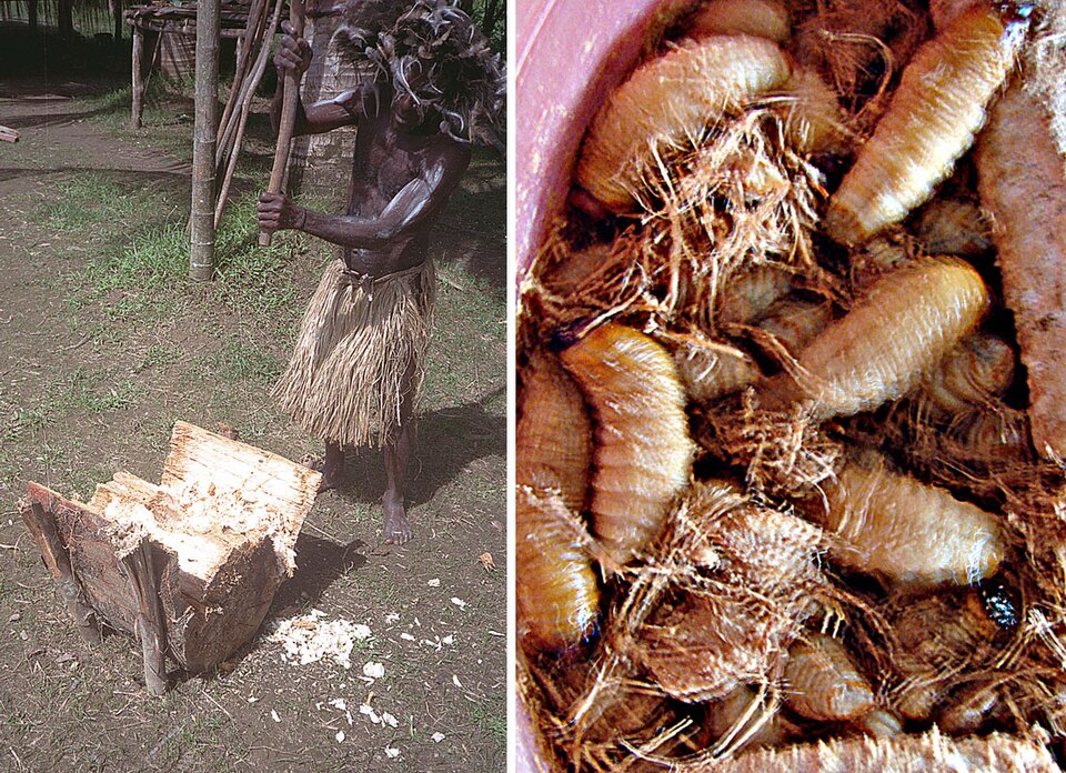 Sago palm pith