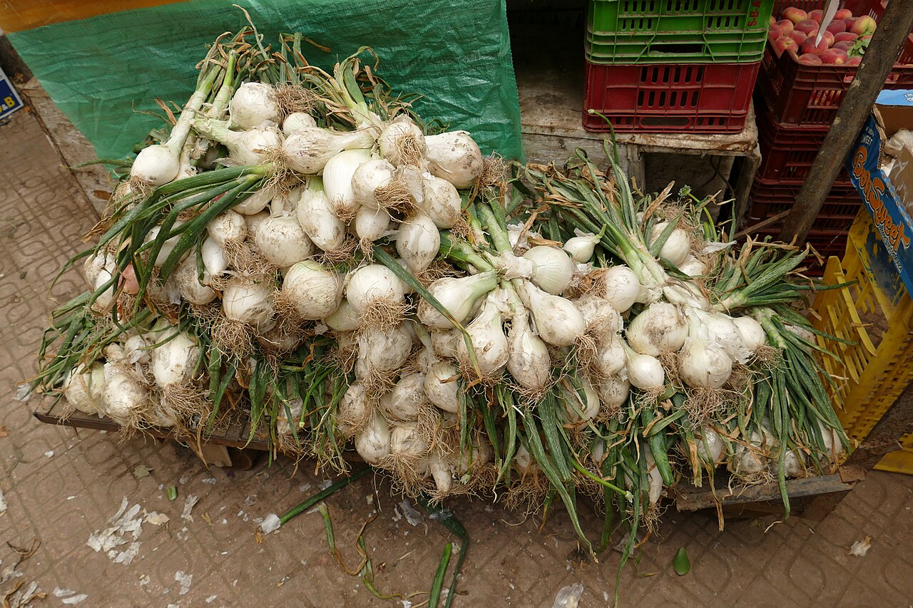 Scallion (Spring Onion)