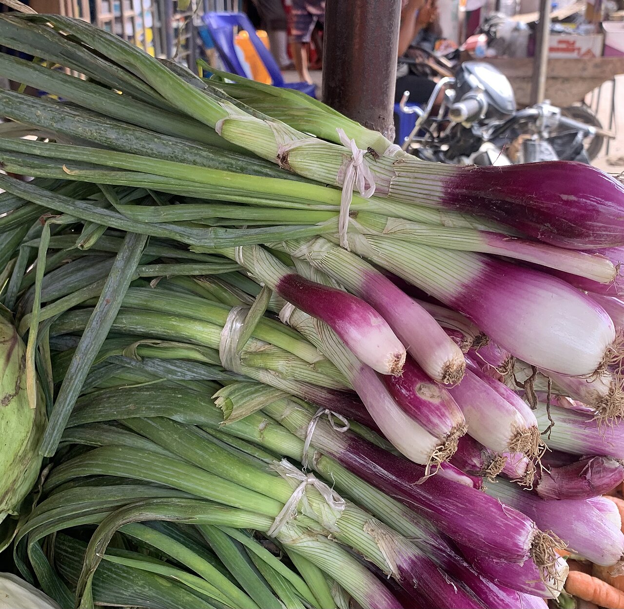 Scallion (Spring Onion)